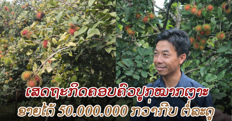 ປູກໝາກເງາະ ຂາຍໄດ້ 50,000,000 ກວ່າກີບ ຕໍ່ລະດູ
