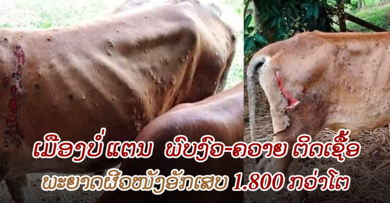 ເມືອງບໍ່ແຕນ ມີງົວຄວາຍ 1,800 ກວ່າໂຕ ເປັນພະຍາດຜີວໜັງອັກເສບ