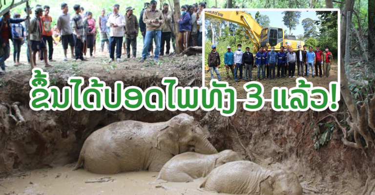 ຊົມເຊີຍທຸກພາກສ່ວນເດີ້! ຊ່ວຍກັນຊ່ວຍຊ້າງຂຶ້ນຈາກໜອງນໍ້າໄດ້ປອດໄພ
