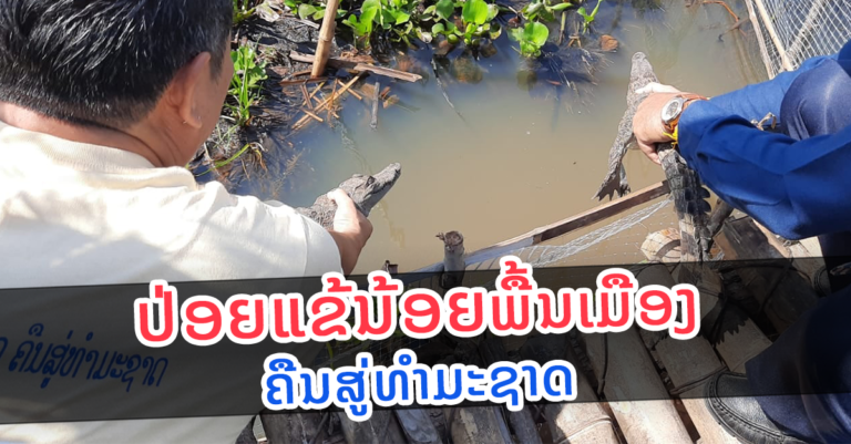 ພິທີປ່ອຍແຂ້ນ້ອຍພັນພື້ນເມືອງລາວຄືນສູ່ທໍາມະຊາດ
