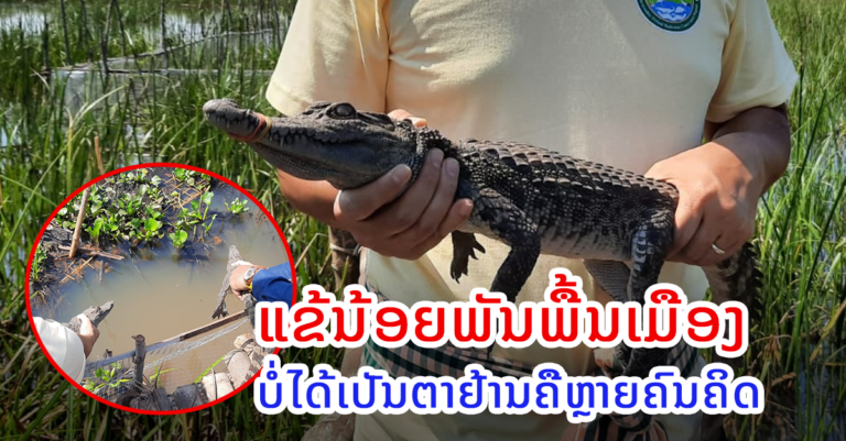 ຮູ້ຈັກແຂ້ນ້ອຍພັນພື້ນເມືອງລາວ ທີ່ປ່ອຍຄືນສູ່ທຳມະຊາດ