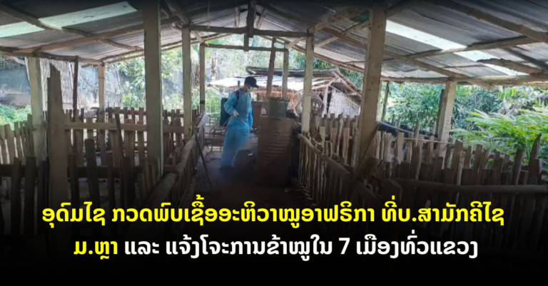 ກວດພົບເຊື້ອອະຫິວາໝູ ອຸດົມໄຊ ກວດພົບເຊື້ອອະຫິວາໝູອາຟຣິກາ ທີ່ບ.ສາມັກຄີໄຊ ມ.ຫຼາ  ແລະ ແຈ້ງໂຈະການຂ້າໝູໃນ 7 ເມືອງທົ່ວແຂວງ